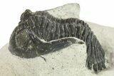 Bargain, Hollardops Trilobite Fossil - Ofaten, Morocco #287328-3